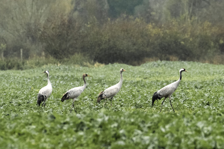 Kraanvogels