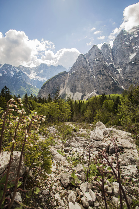 Goličica