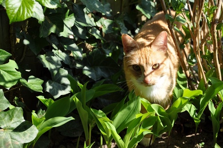 Kat in de tuin