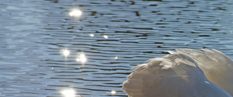 zwemmen in licht