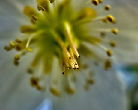 In de tuin