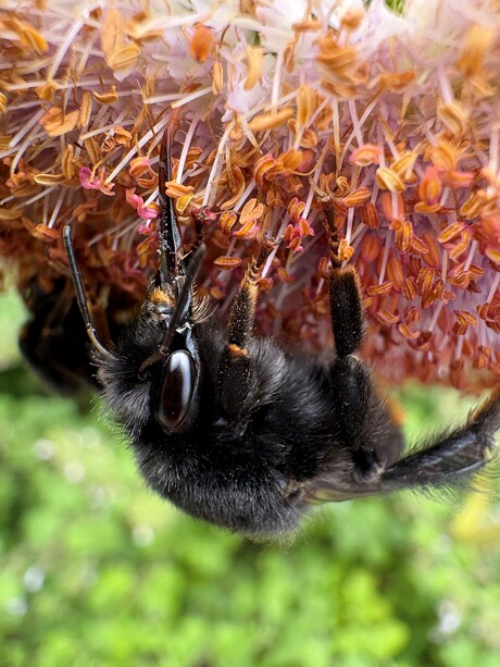 Steenhommel drinkt nectar