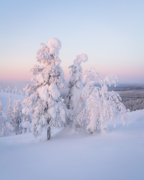 Popcorn trees