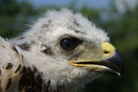 Buizerd Close up