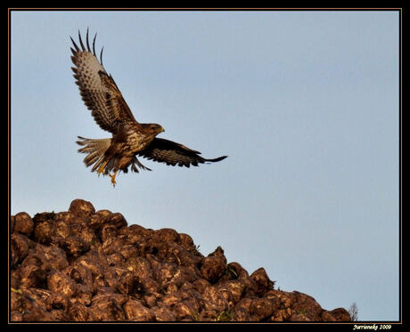 buizerd in de vlucht