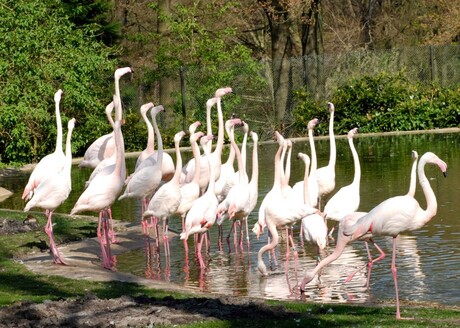 Het Flamingo koor