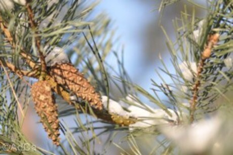 winter en de natuur