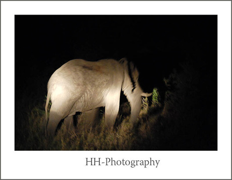 Olifant in Zuid Afrika