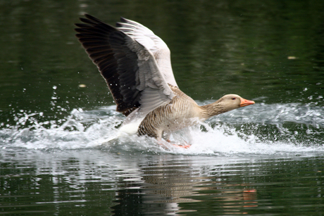 Natte landing!