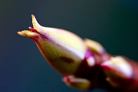 Likken naar de Lente