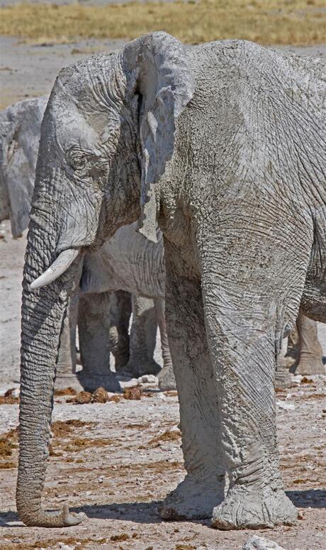 toen blies een olifant