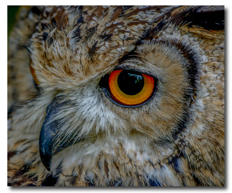 The Eye of the eagle owl .4..