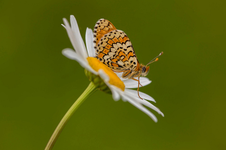 Veldparelmoer Vlinder