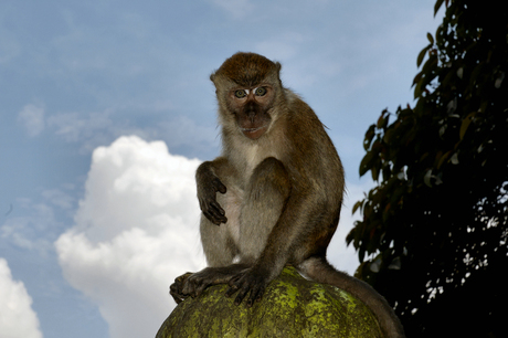 Macaque Monkey