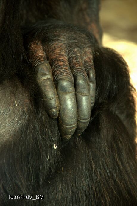 Chimpansee hand