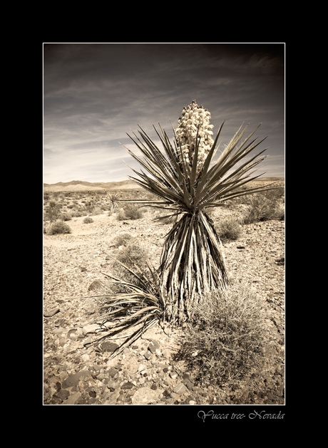 BW desert 5