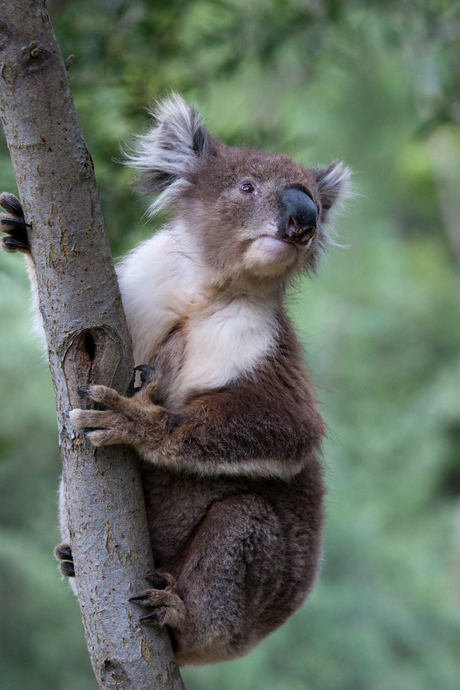 Australie koala