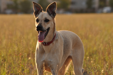 hond met gouden randje