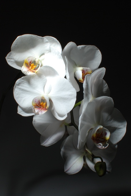 Orchidee 013.jpg