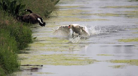 Wie is hier de baas !!