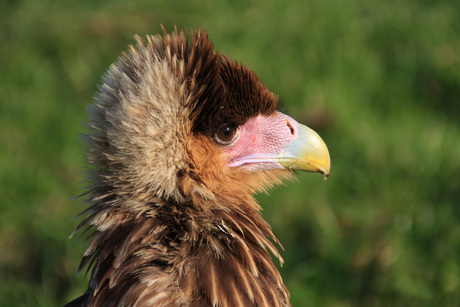 KuifCaracara