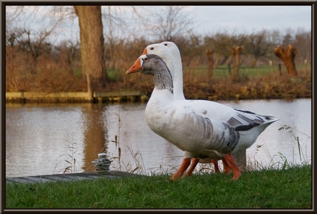 ganzen (in de) pas!!