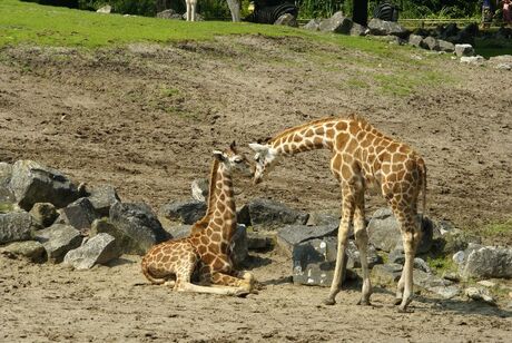 girafjes