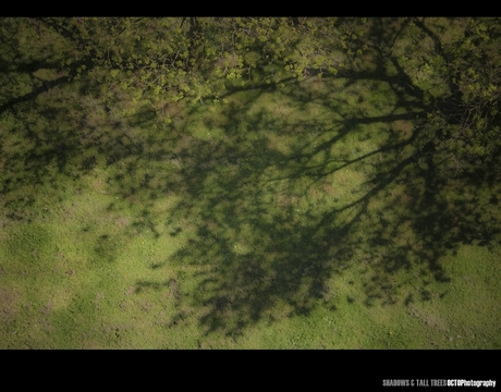 Shadows and tall trees