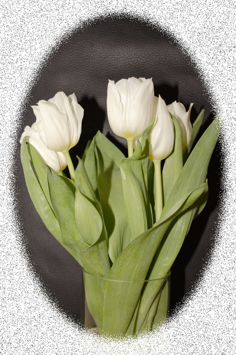 Tulpen