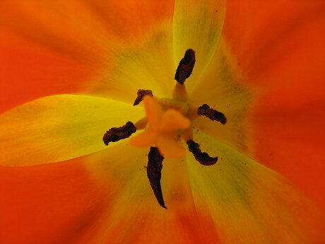 binnenkant tulp