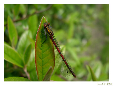 Libelle