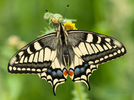 Koninginnenpage vleugels open close-up