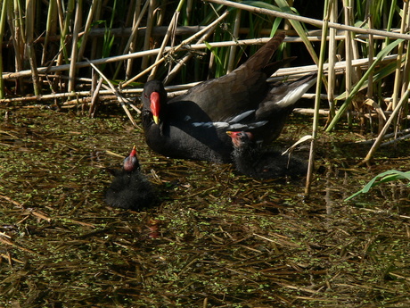 waterhoentjes