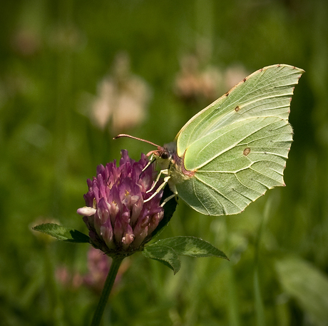 Citroenvlinder