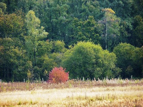 Herfst in Haasop