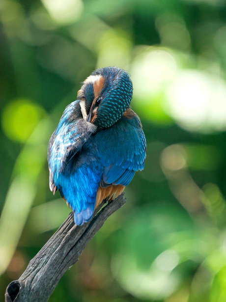 Poetsende ijsvogel