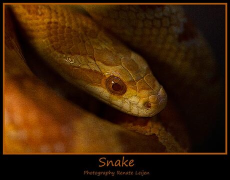 Snake