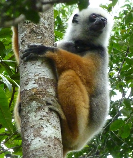 2013 Madagascar sifaka.JPG