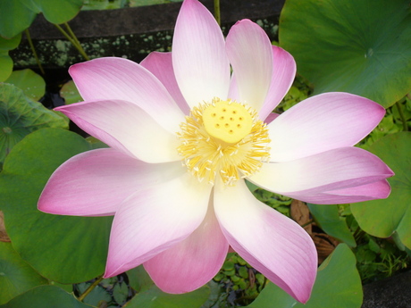 Lotus, Bali 2010