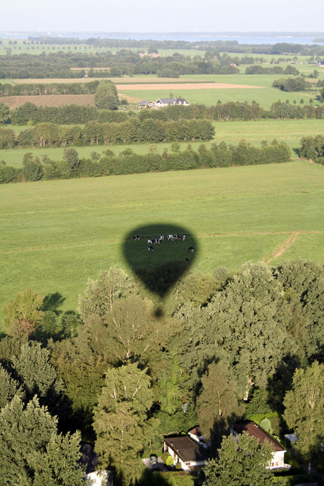 Hoe een ballon een koe vangt