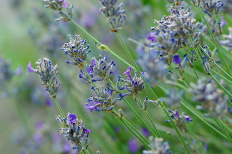 Bijna uitgebloeide lavendel