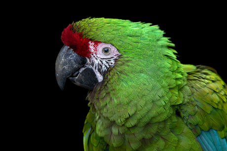 Mexican Military Macaw