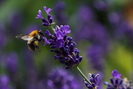 Bijen in de tuin, wat een uitdaging ze mooi op de foto te krijgen!