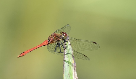 Bloedrode heidelibel