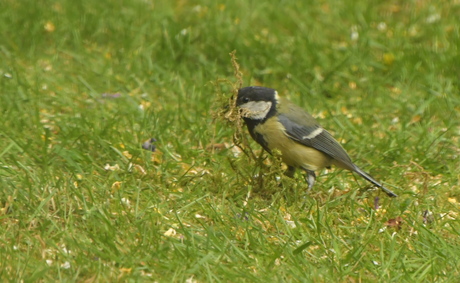 NESTJE BOUWEN