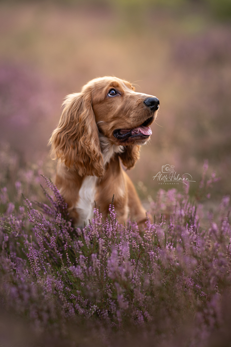 The Fluffy Puppy looks