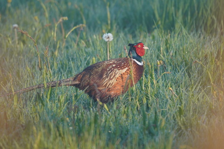 Fazant tussen rietstengels
