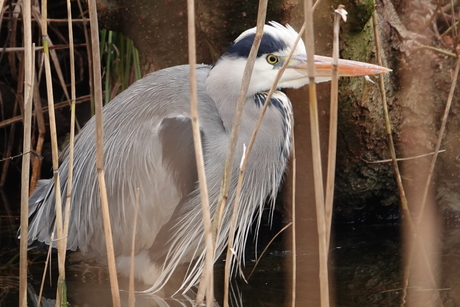 Blauwe reiger 1a