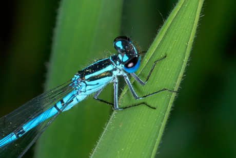 Blauwe parel in het groen