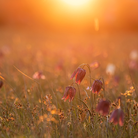 Kievitsbloemen in het avondlicht